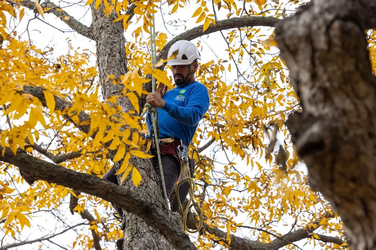 Skilled Storm Damage Cleanup crew working in Strasburg