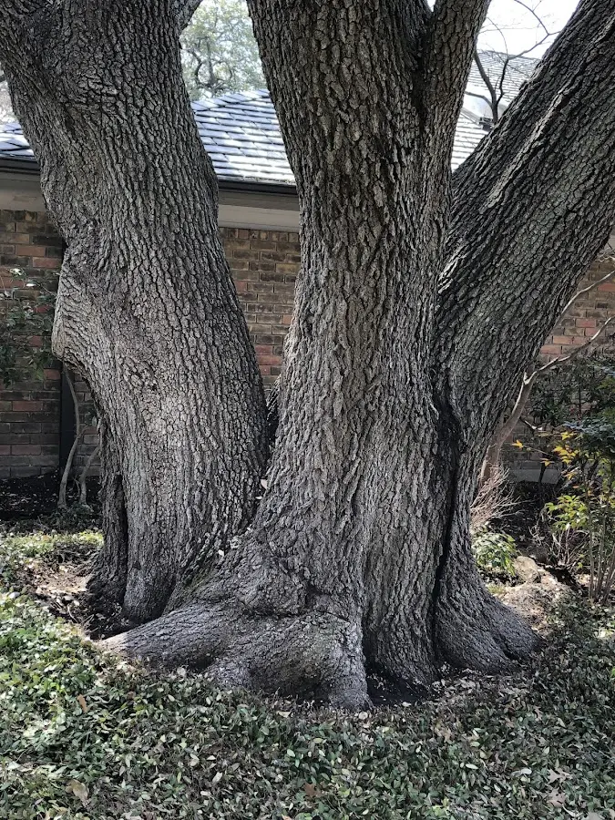 Mature heritage tree close to a Strasburg property cared for by certified arborists